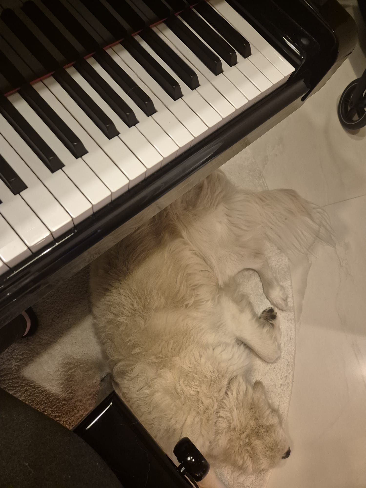 Golden retriever sleeping under the piano